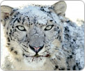 Troi Plug-ins are Snow Leopard Compatible